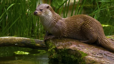 Otter